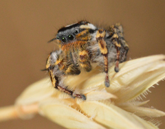 Phidippus comatus