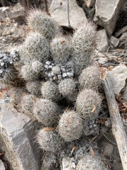 Escobaria emskoetteriana