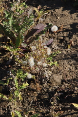 Symphyotrichum ciliatum