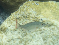 Lutjanus mahogoni