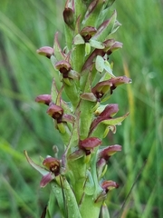 Disa brevicornis