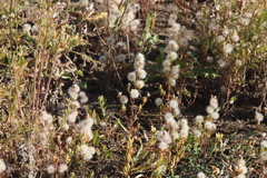 Symphyotrichum ciliatum