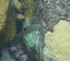 Halichoeres radiatus