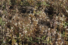 Symphyotrichum ciliatum