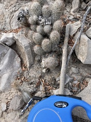 Escobaria emskoetteriana