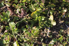 Halerpestes cymbalaria