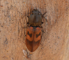 Stropenron nigricollis