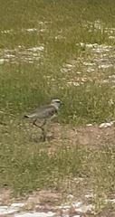 Vanellus chilensis