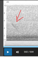 Coccothraustes vespertinus brooksi