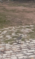 Vanellus chilensis