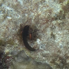 Ophioblennius macclurei