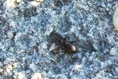 Bembidion cheyennense