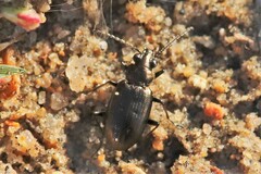 Bembidion cheyennense