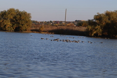 Branta hutchinsii