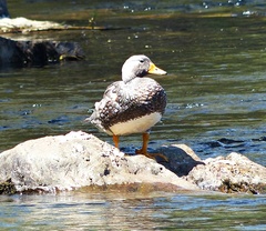 Tachyeres patachonicus