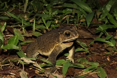 Duttaphrynus melanostictus