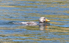 Tachyeres patachonicus