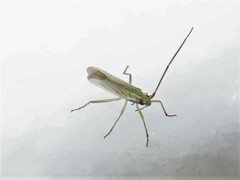 Trigonotylus