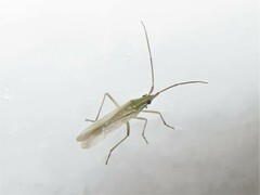 Trigonotylus