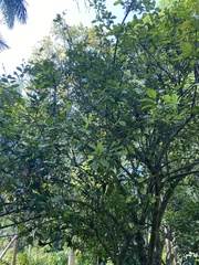 Murraya paniculata