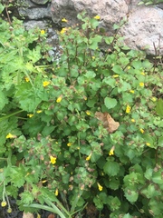 Erythranthe brevinasuta