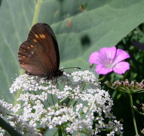 Erebia turanica