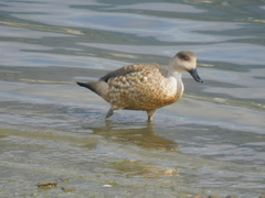 Lophonetta specularioides