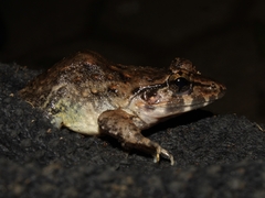 Limnonectes macrodon