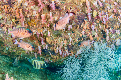 Shadowfin Soldierfish — seen at this dive site