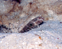 Cryptocentrus strigilliceps