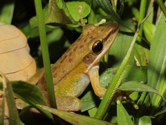 Chalcorana chalconota