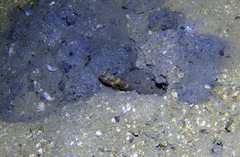 Cryptocentrus strigilliceps