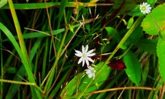 Stellaria graminea
