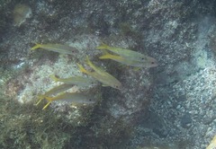 Mulloidichthys martinicus