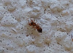 Synageles dalmaticus