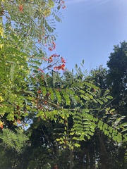 Caesalpinia