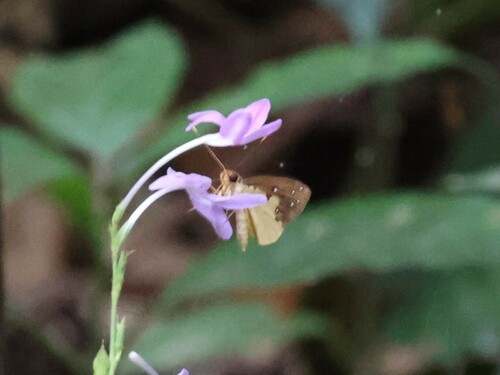 Holland’s Forest Sylph