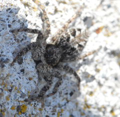 Platycryptus californicus