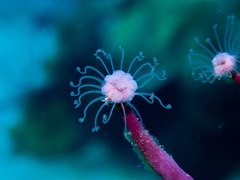 Ralpharia gorgoniae