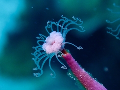 Ralpharia gorgoniae