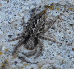 Platycryptus californicus