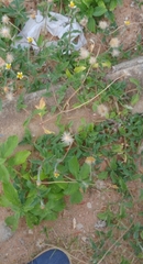 Tridax procumbens