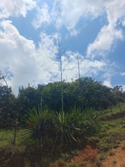 Furcraea