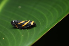 Sphodroscarta trivirgata