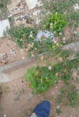 Tridax procumbens