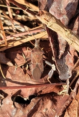 Leptoglossus corculus