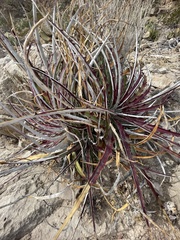 Hechtia texensis