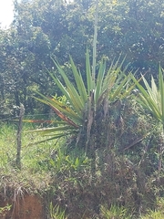 Furcraea