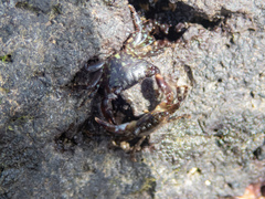 Pachygrapsus
