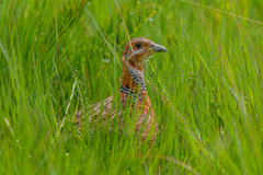 Scleroptila levaillantii